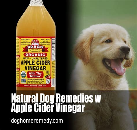 How do you make apple cider vinegar spray for dogs?