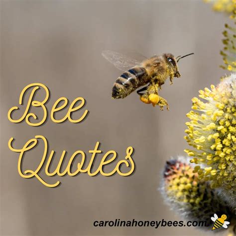 How do you make bees happy?