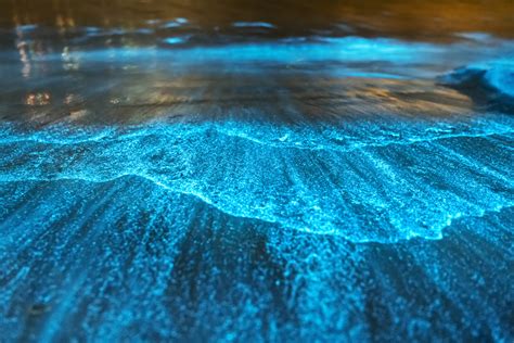 How do you make bioluminescence at home?