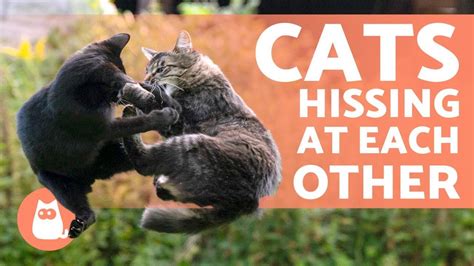 How do you make cats stop hissing at each other?