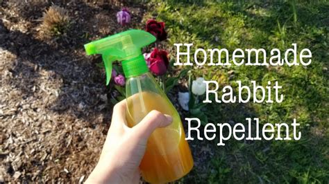 How do you make homemade rabbit repellent?