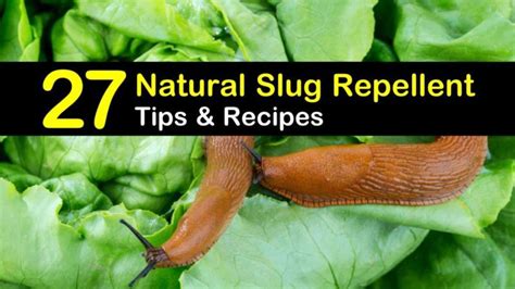 How do you make homemade slug repellent?