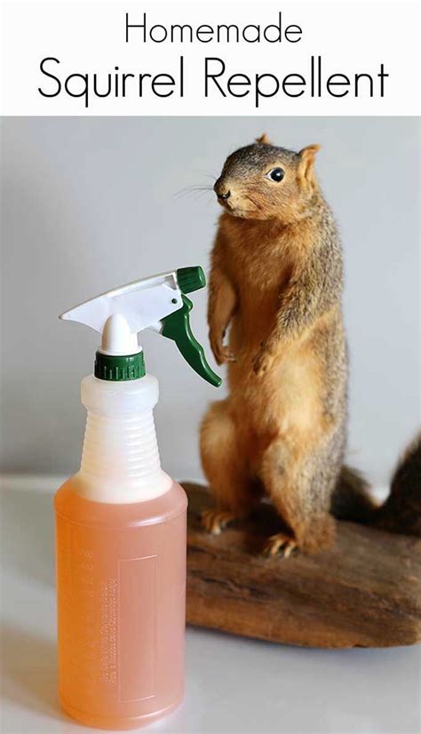 How do you make homemade squirrel repellent?