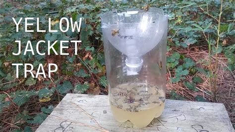 How do you make homemade yellow jacket traps work?
