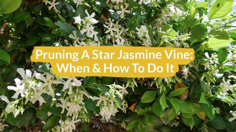 How do you make jasmine grow faster?