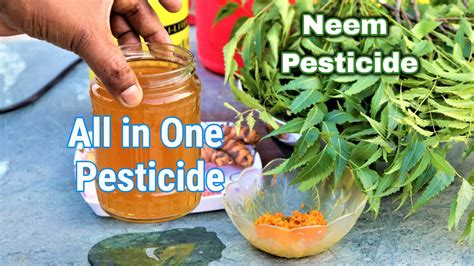 How do you make neem insecticide from leaves?