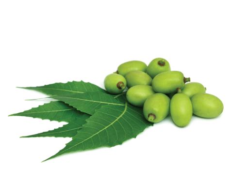 How do you make neem oil from fresh leaves?