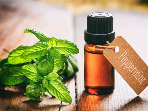 How do you make peppermint oil spray from fresh peppermint?