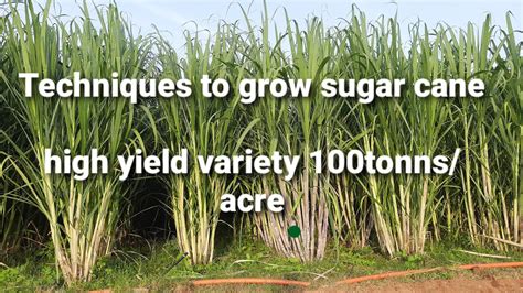 How do you make sugarcane grow faster?