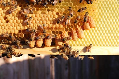 How do you manage a hive after it has swarmed?