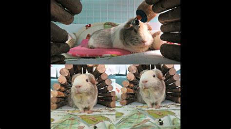 How do you massage a bloated guinea pig?