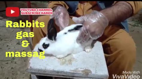 How do you massage a rabbit with gas?