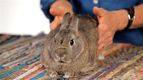 How do you massage gas out of a rabbit?