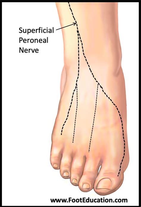 How do you massage the peroneal nerve?