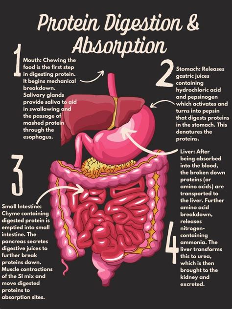 How do you maximize protein absorption?