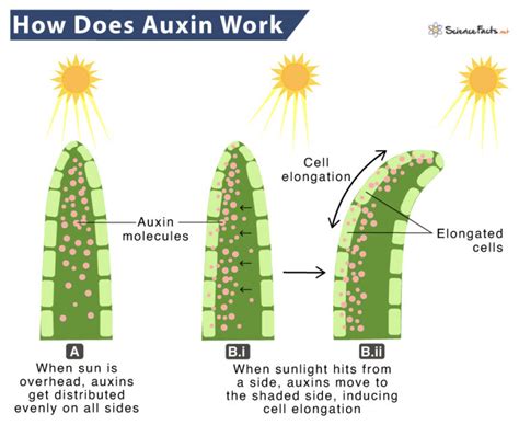 How do you measure auxin in plants?