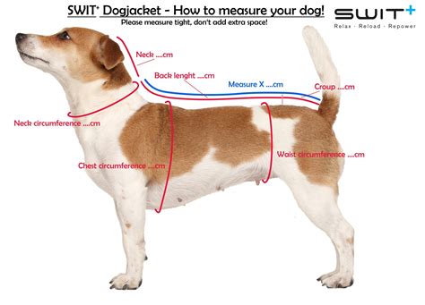 How do you measure rice for dogs?