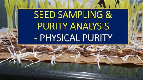 How do you measure seed purity?