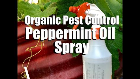 How do you mix peppermint oil for pest control?