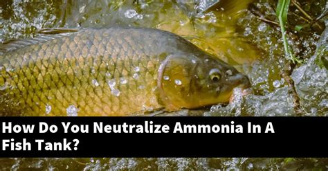 How do you neutralize ammonia?