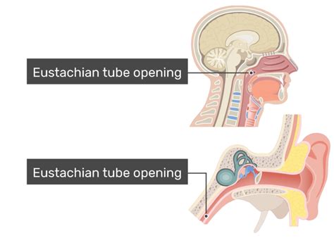 How do you open your eustachian tubes fast?