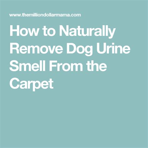 How do you permanently remove dog urine?