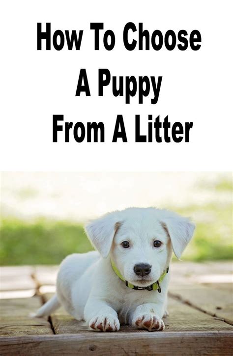 How do you pick a calm puppy from a litter?