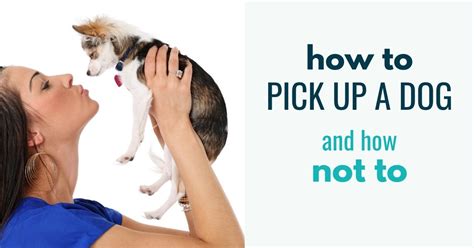 How do you pick a puppy up?