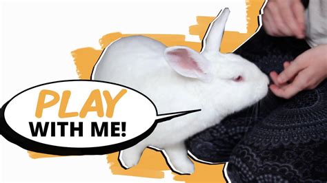 How do you play with a bunny?