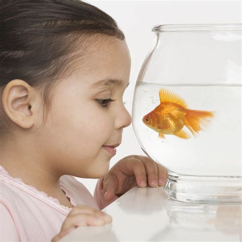 How do you play with a pet fish?