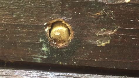 How do you plug a carpenter bee hole?