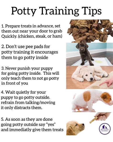 How do you potty train a dog in 3 days?