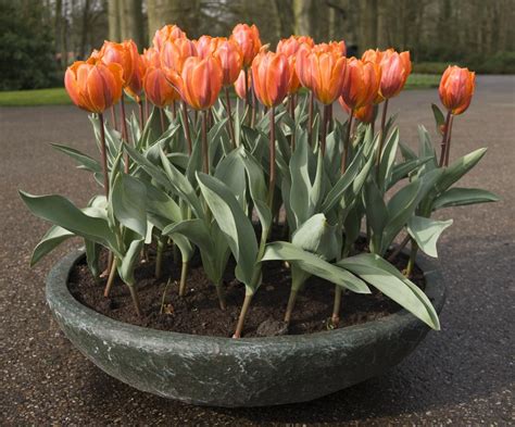 How do you preserve fresh tulips?