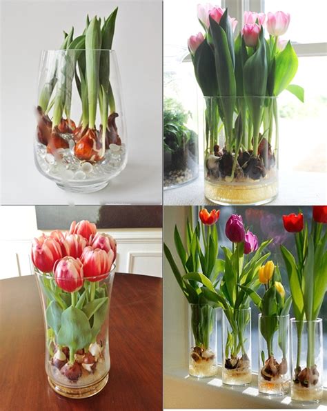 How do you preserve tulips in water?