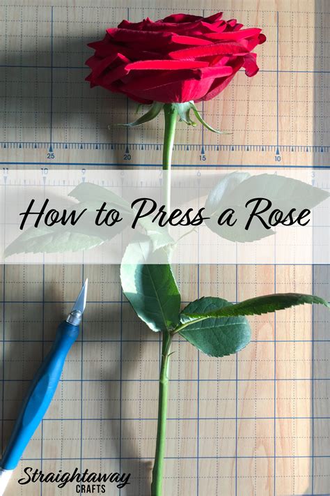 How do you press roses without a press?