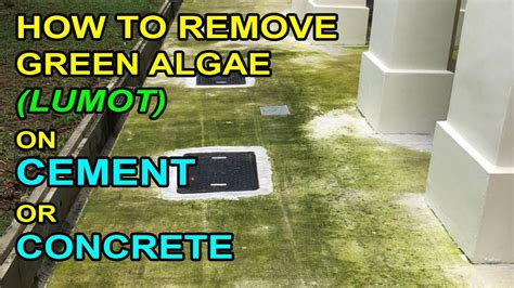 How do you prevent algae on cement?