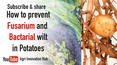 How do you prevent bacterial wilt in potatoes?