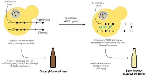 How do you prevent diacetyl?