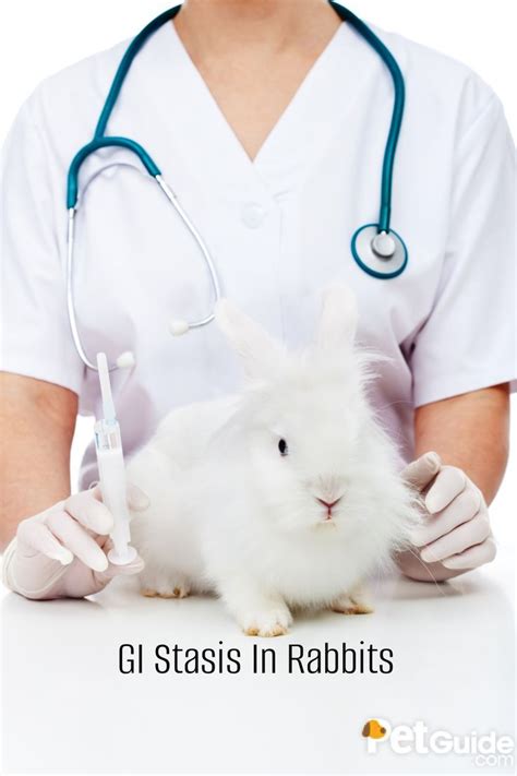 How do you prevent gut stasis in rabbits?