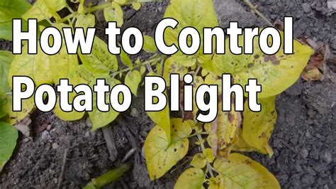 How do you prevent potato blight?