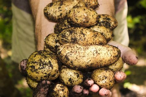 How do you prevent potato blight organically?