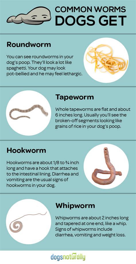 How do you prevent red worms?