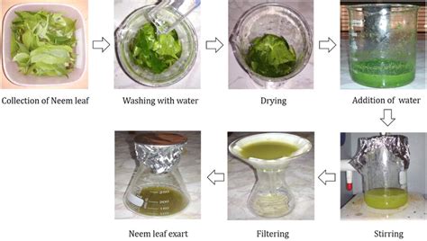 How do you process neem leaves?