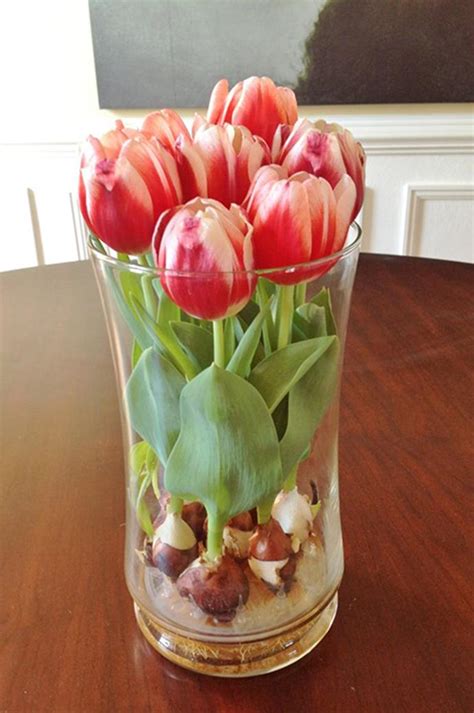 How do you prolong the life of tulips?