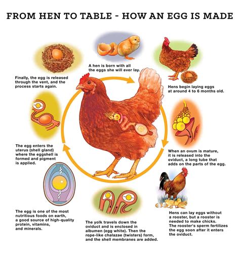 How do you protect chicken eggs?