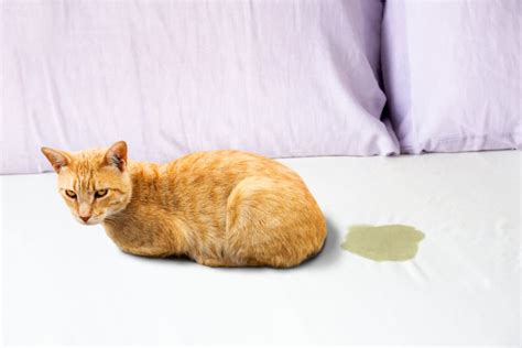 How do you punish a cat for peeing on the bed?