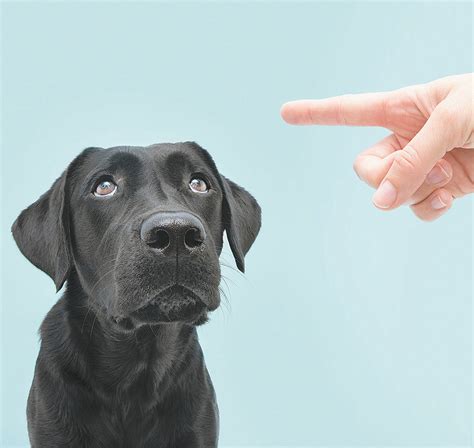 How do you punish a dog for misbehave?