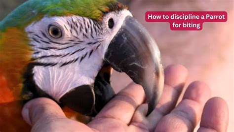 How do you punish a parrot for biting?