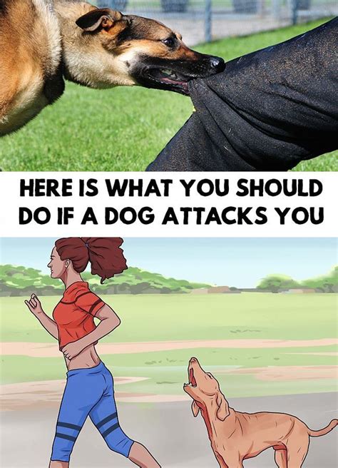 How do you react when a dog attacks you?