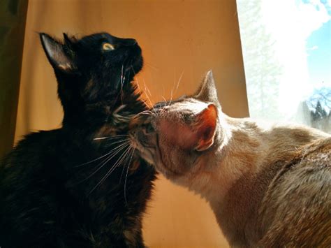 How do you reintroduce cats who hate each other?